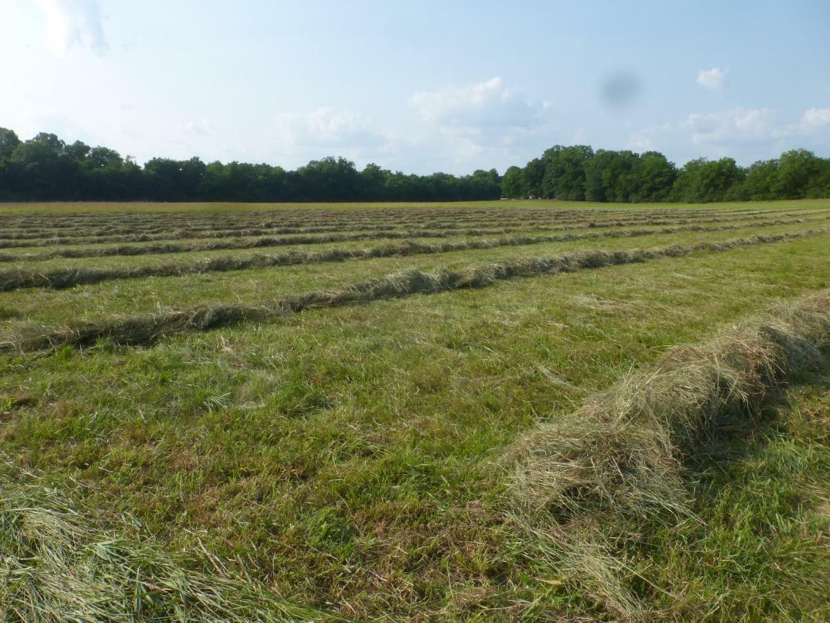 Lavender Farm And